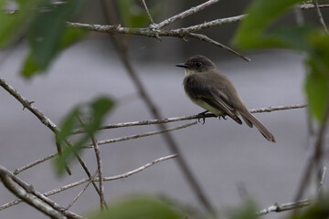 Obraz premium Eastern Phoebe