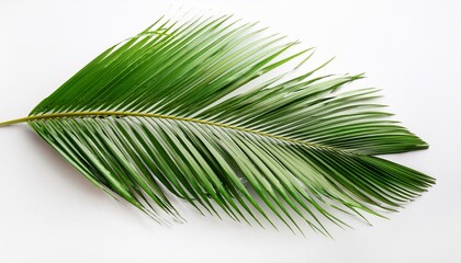 Obraz premium Coconut Leaves On White Background Isolated On White Background