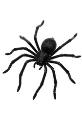 Obraz premium A spooky black spider with its long legs spread, showcasing its intricate details. Perfect for Halloween decorations, isolated on transparent background