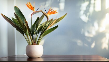 Bird Of Paradise Plant Houseplant Potted Plant Bird Of Paradise Plant In Modern Pot On Table