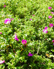 Close up of pink, wild rose flofer.