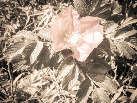 Close up of pink, wild rose flofer.
