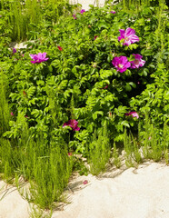 Pink wild roses as nature background.