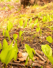 Begining of spring. Leaves of growing plants.