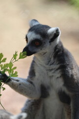 Lemur eating greens. Lemur behind fence. High quality photo