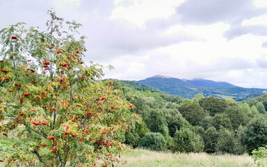 Rowan ash in Bieszczady Mountain. © Jan