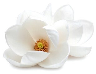 Close-up of a pristine magnolia blossom