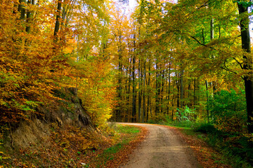 Landscape of autumnal forest.