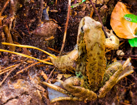 Green frog in forest.