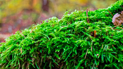 Close up of green moss in forest.