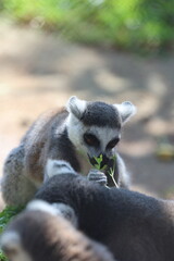 Lemur eating greens. Lemur behind fence. High quality photo