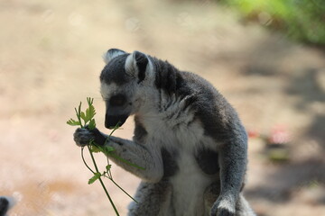 Lemur eating greens. Lemur behind fence. High quality photo