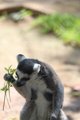 Lemur eating greens. Lemur behind fence. High quality photo