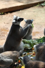Lemur eating greens. Lemur behind fence. High quality photo