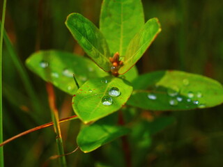 雨上がりの雫