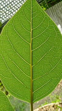 Close-up leaf venation