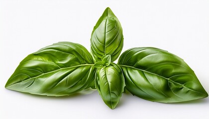 Fototapeta premium Fresh Sweet Basil Leaves Shown Close Up With A White Background