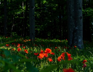 Vibrant Poppy Field in Sunlit Forest Setting
