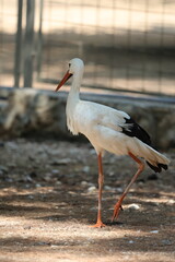 White stork strolling. High quality photo