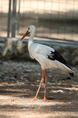 White stork strolling. High quality photo