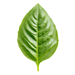 Obraz premium A single fresh green basil leaf isolated on white background