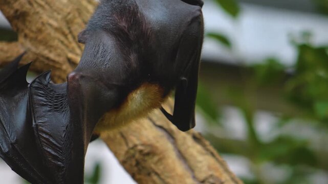 Close up of fruit bat hanging from a branch and grooming it self ona cloudy day in a garden