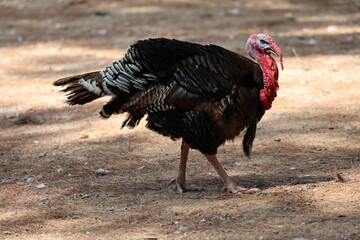 Turkey searching ground. High quality photo