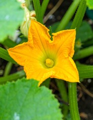 Vibrant yellow zucchini flower blooming in garden