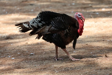 Turkey searching ground. High quality photo