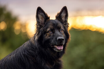 Head portrait of an old german shepherd dog with long coat against sundown light outdoors