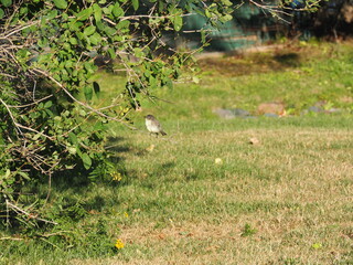Bird in the Tree