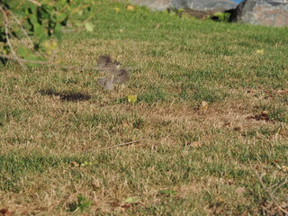 Fototapeta premium Bird in the Tree