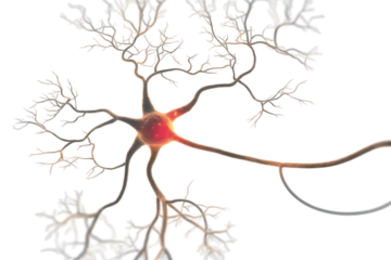 3D Illustration of a Neuron with Red Glowing Cell Body and Branching Dendrites nerve cell brain Cutout PNG isolated on a transparent background