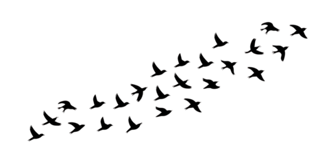 Flock of White Outline Birds Flying in Formation migration Cutout PNG isolated on a transparent background