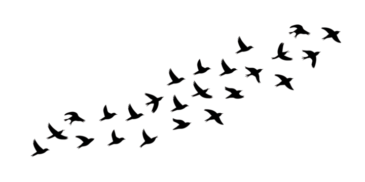 Flock of White Outline Birds Flying in Formation migration Cutout PNG isolated on a transparent background - Powered by Adobe