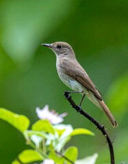 Fototapeta premium Bird perched on branch amidst lush greenery and flowers