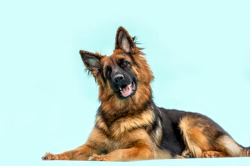 A female old german shepherd dog with long coat in black and tan in front of bright blue studio background