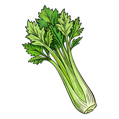 vector Hand drawn celery sketch style, isolated on white background