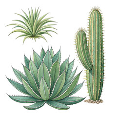 Desert Flora: Agave, Cactus, and Yucca Botanical Illustration on transparent background