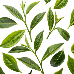 Fresh Green Tea Leaves Pattern on transparent background