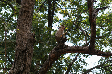 Monkey enjoying eating fruit from the tourists while perched on a tree branch; Toque macaque showcasing the wildlife in Sri Lanka, South Asia