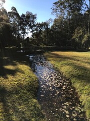 Stream in the Forest