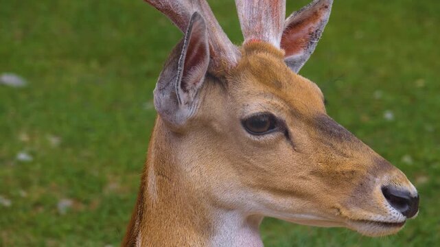 Close up male axis deer buck head relaxing on a meadow on a sunny spring day looking aorund
