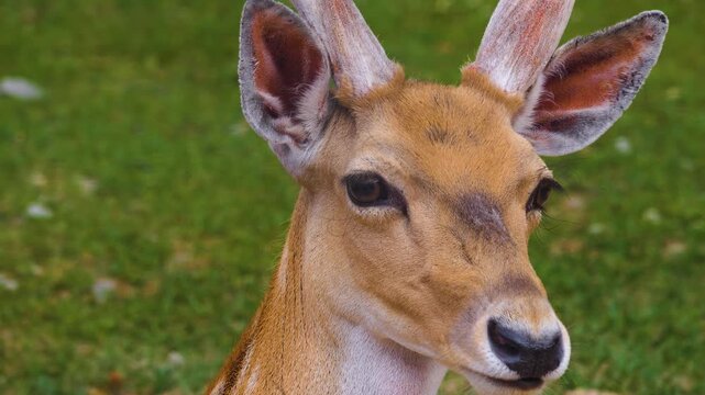 Close up male axis deer buck head relaxing on a meadow on a sunny spring day looking aorund
