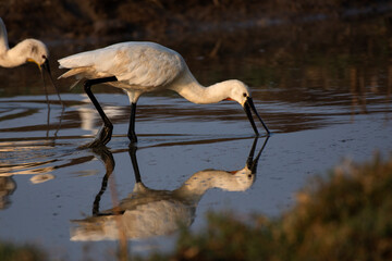 Eurasian Spoonbill searching for food in shallow wetland at Little Rann of Kutch