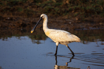 Eurasian Spoonbill searching for food in shallow wetland at Little Rann of Kutch