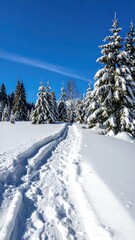 Obraz premium Snowy path winding through a forest
