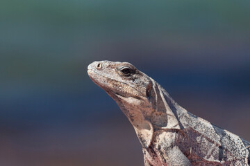 a young green iguana with blurred blue caribbean sea at background