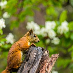 Squirrel Climbing a Log Surrounded by Blossoming Flowers