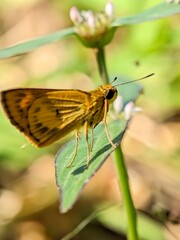 Macro of Skipper Butterfly Hesperiidae in Natural Habitat